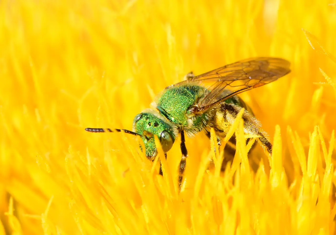A green sweat bee on a yellow flower head