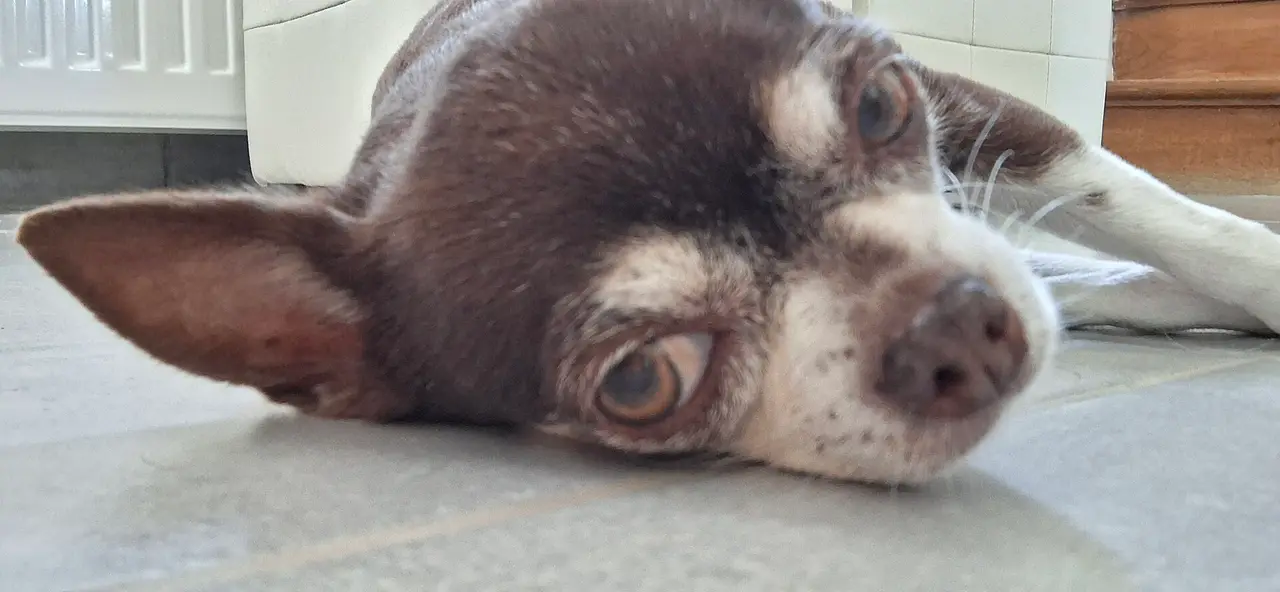 A small Chihuahua lying on its side with its head down