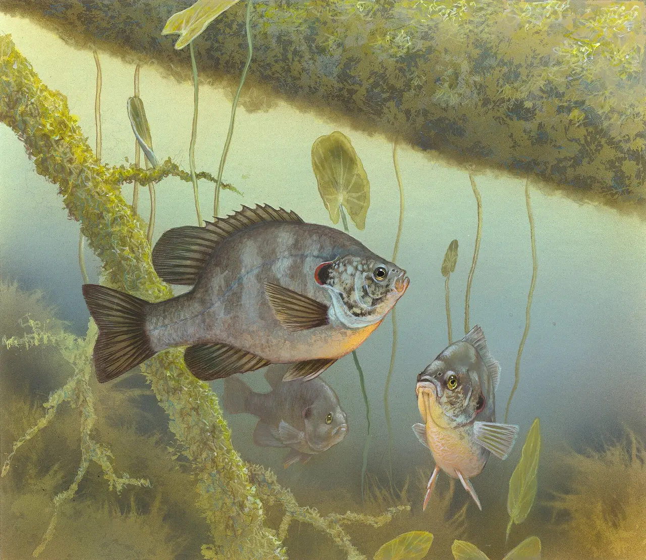 Painting of sunfish swimming beneath lily pads and stems
