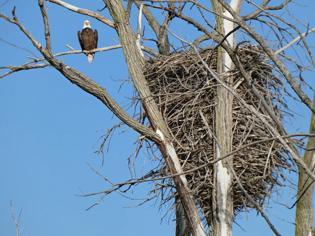A bald eagle on a branch next to a large nest in a tree