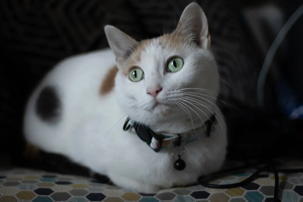 A white, orange and black calico cat with green eyes and a collar