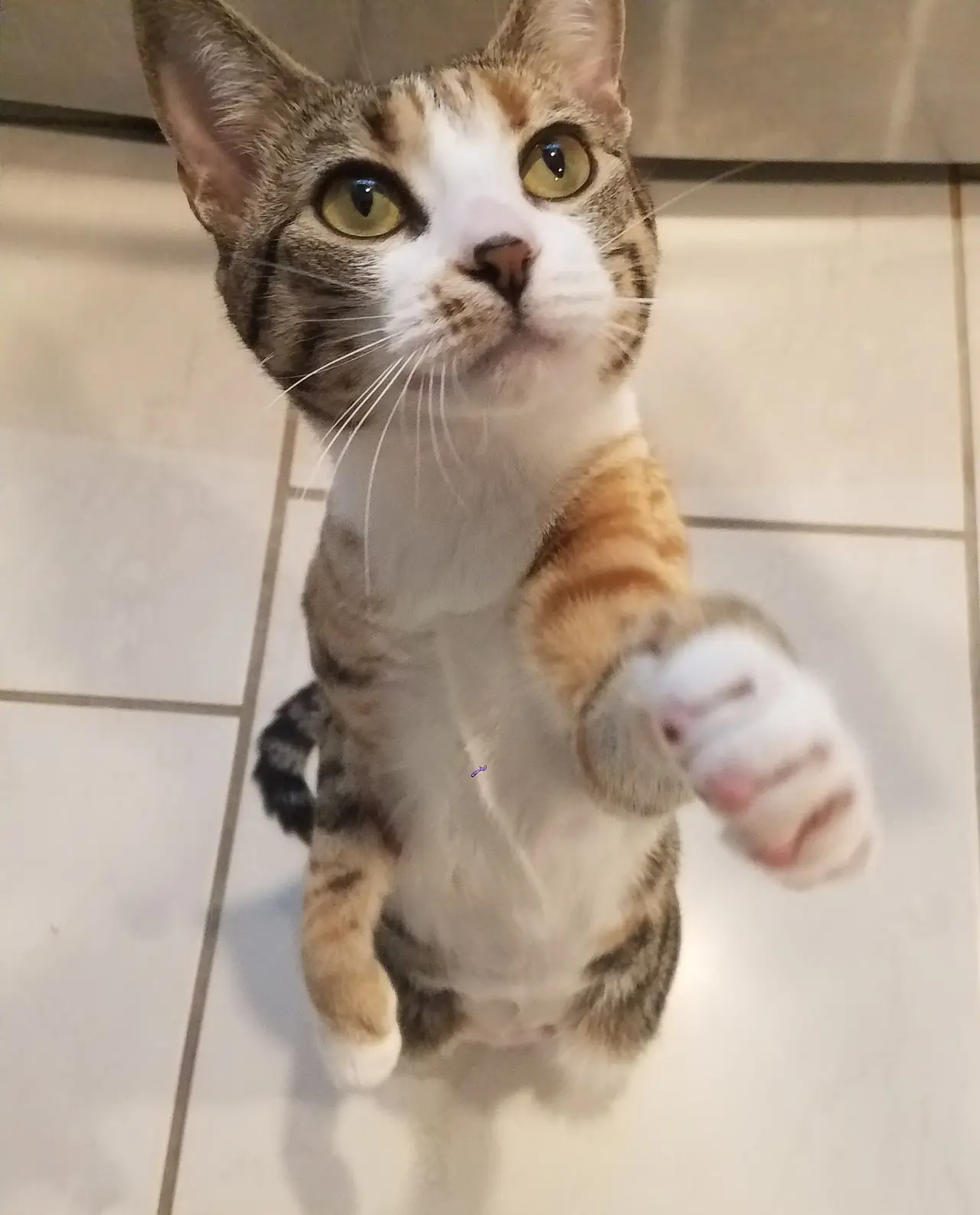 A tabby cat standing up on a tiled floor with a paw raised