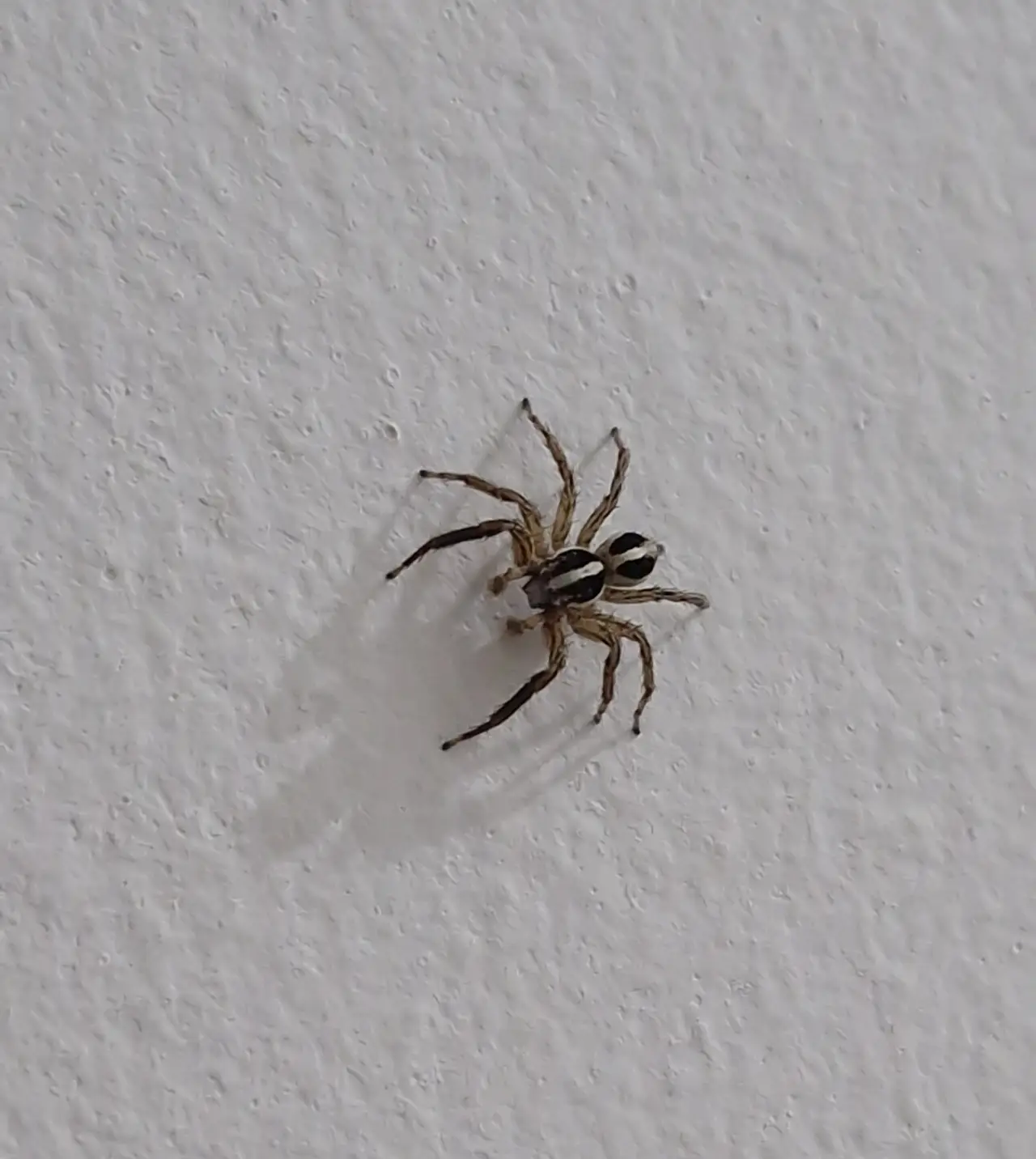 A small brown jumping spider on a white surface