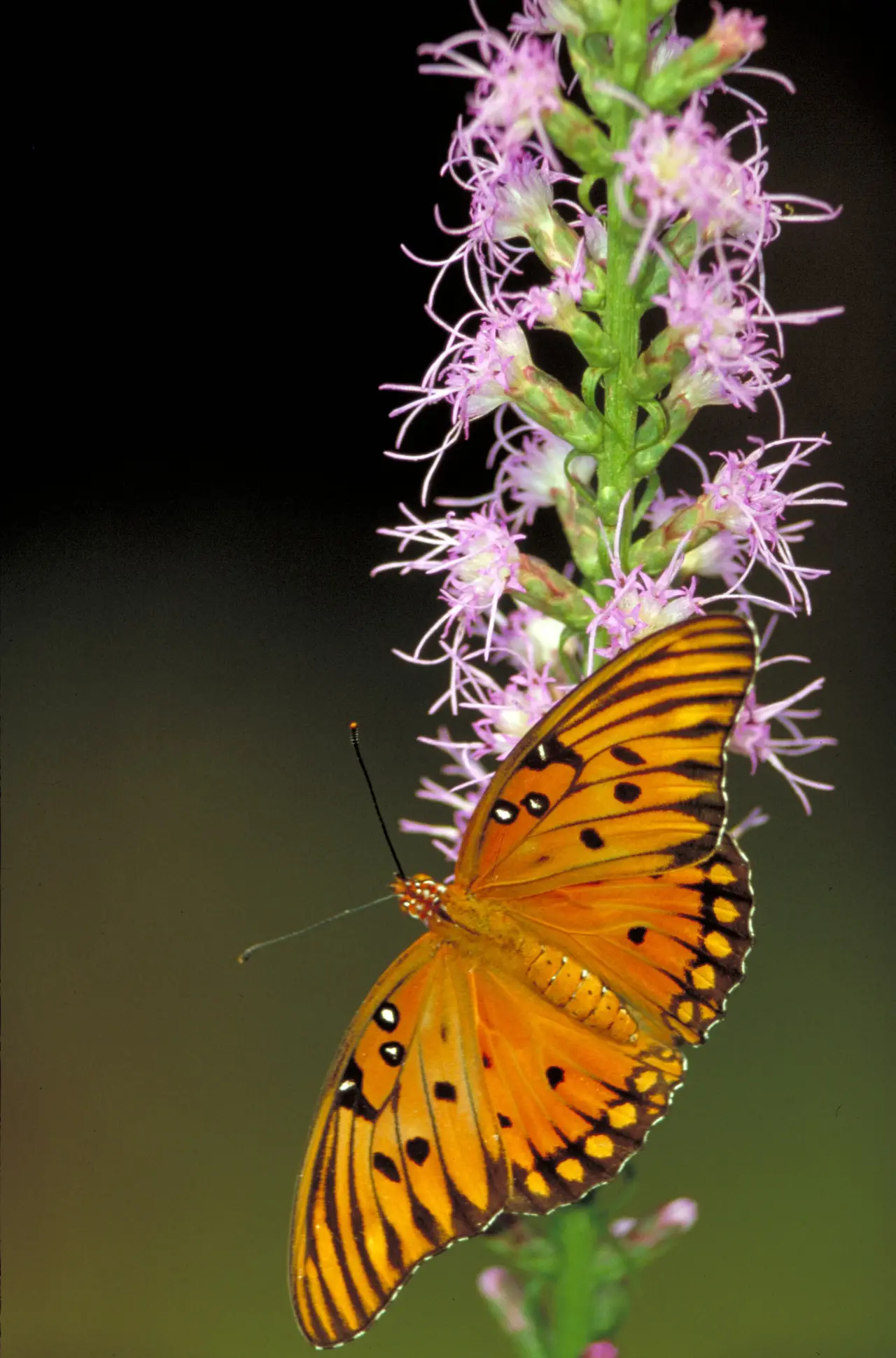 Orange butterfly with black markings on a pink flower spike