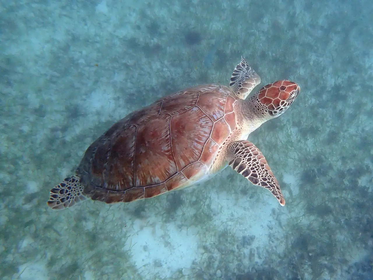 A green sea turtle seen from above swimming over the seabed