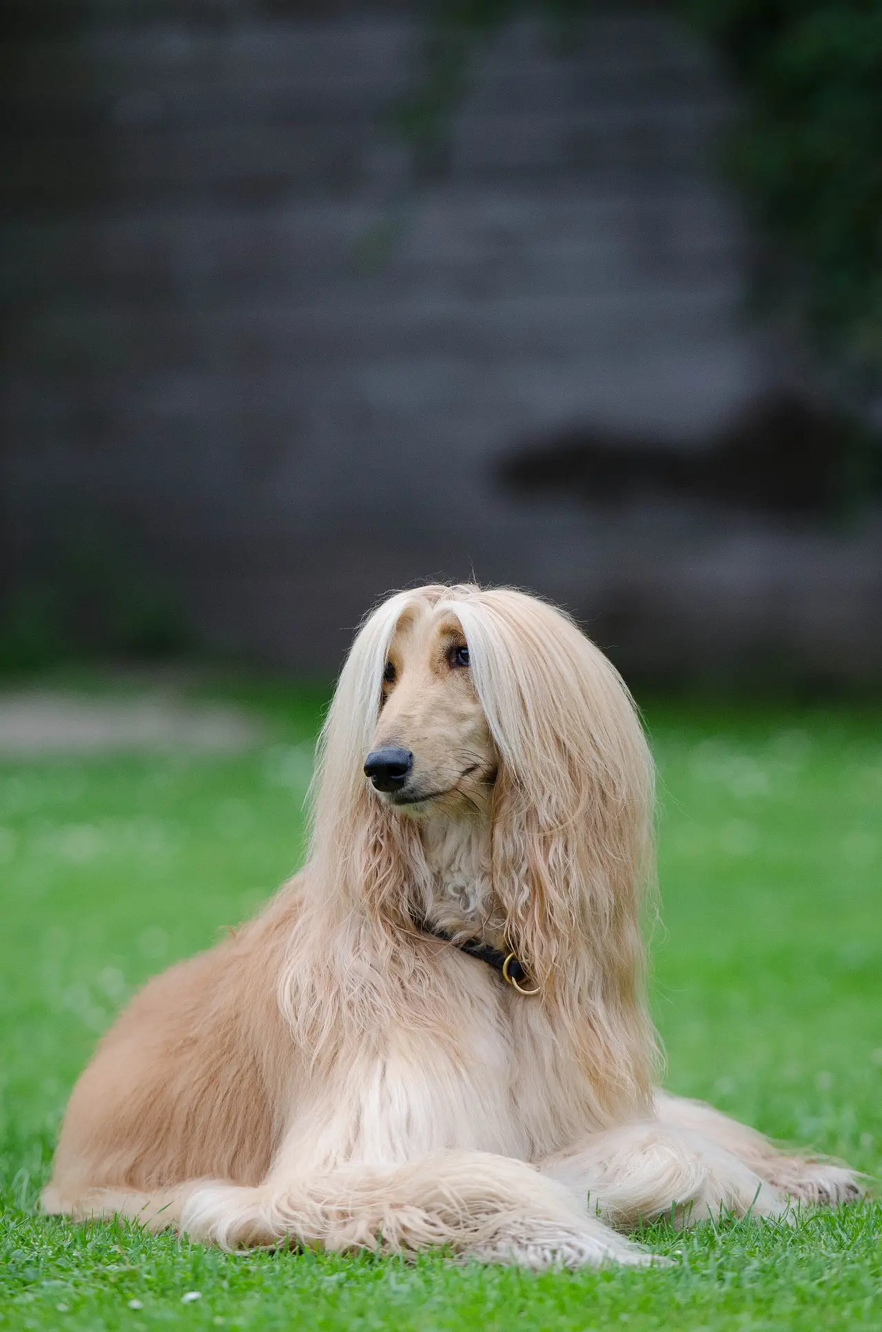 A cream-coloured Afghan hound with long silky fur lying on green grass