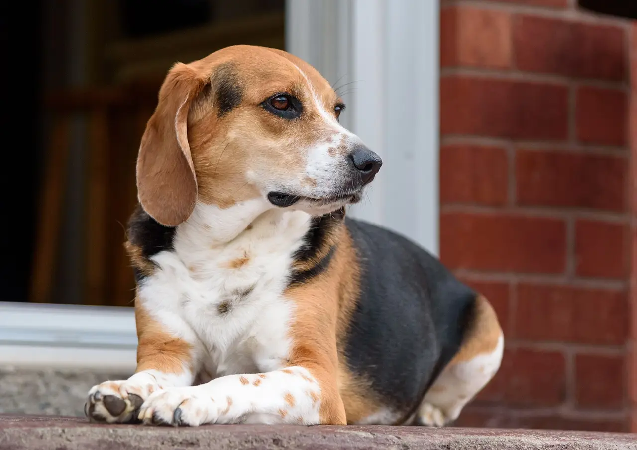 A brown, black and white beagle lying on a step by a brick wall