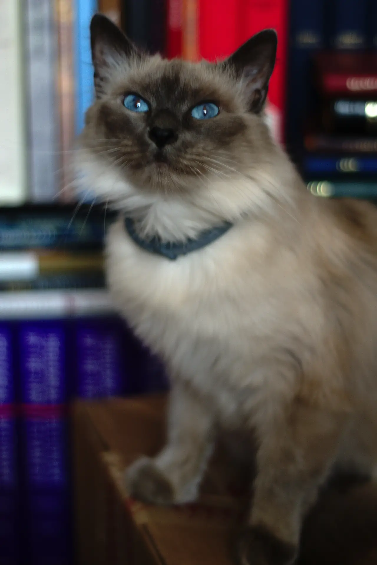 Blue-eyed long-haired Siamese cat sitting in front of books