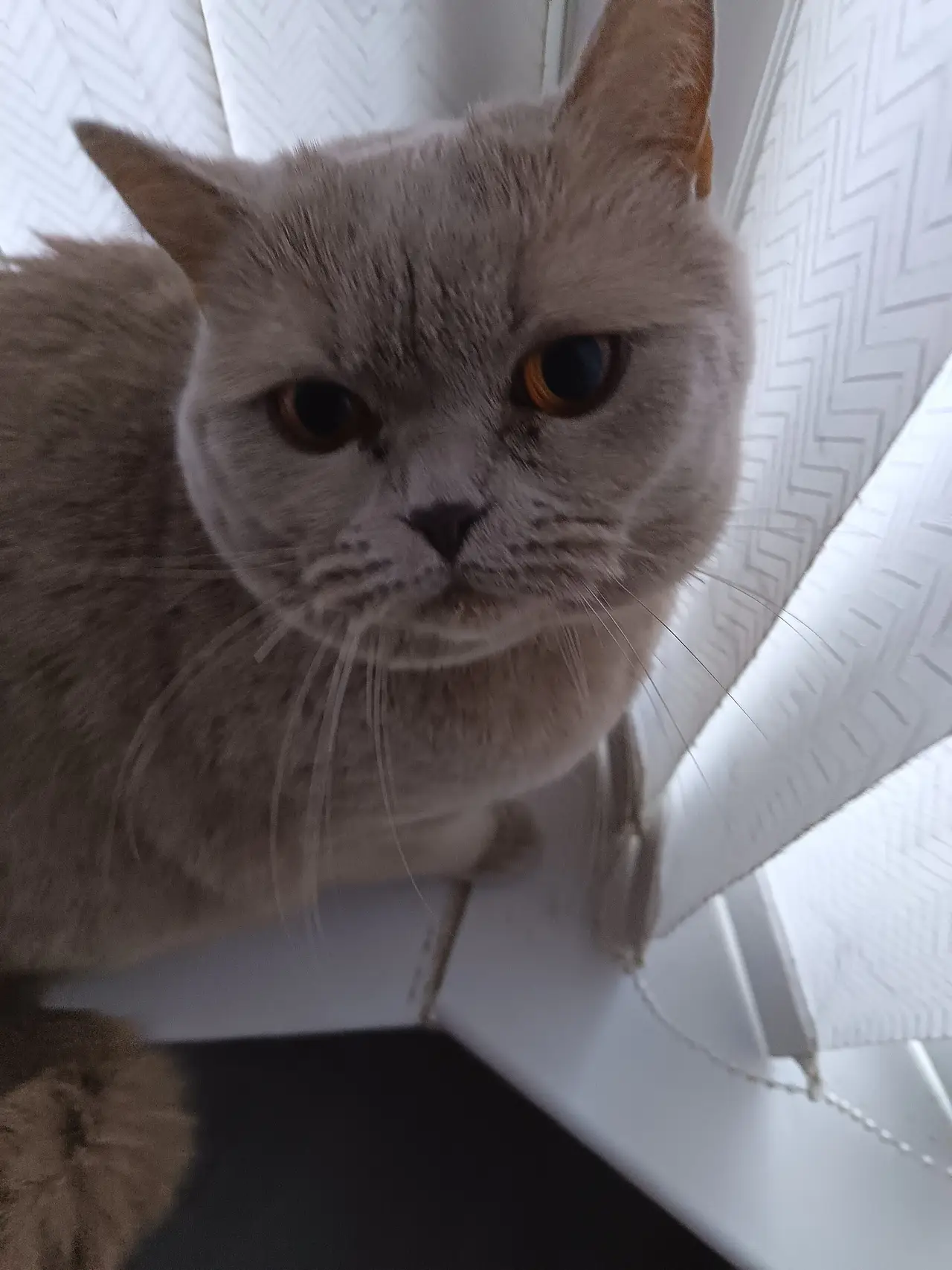 A grey cat on a window ledge looking up at the camera