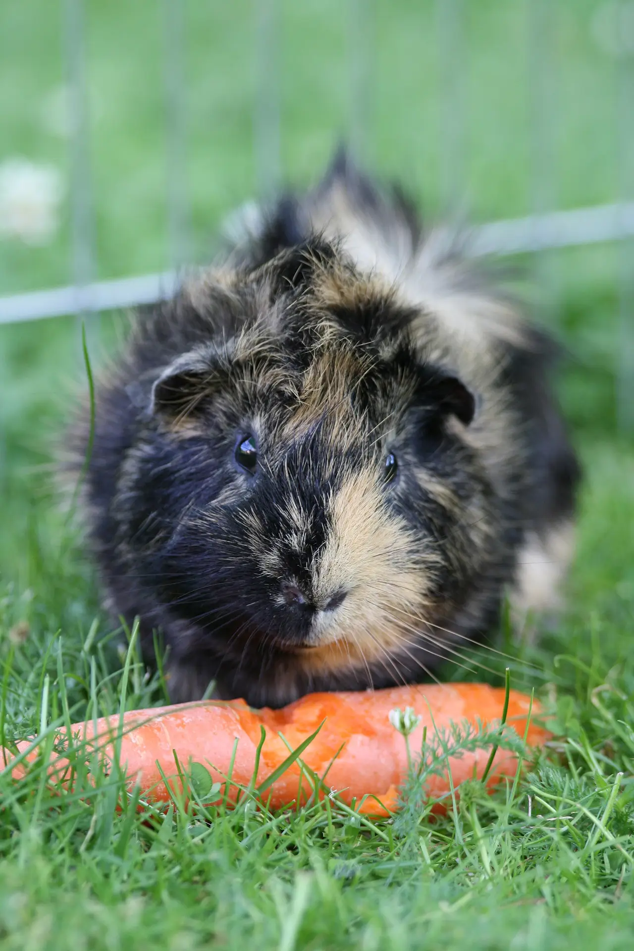 A dark and tan guinea pig eating a carrot on grass