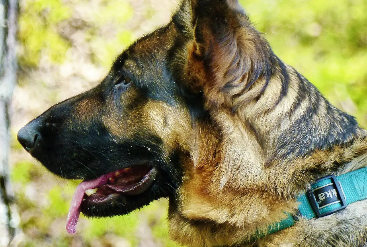 Side view of a German shepherd's head with its tongue out