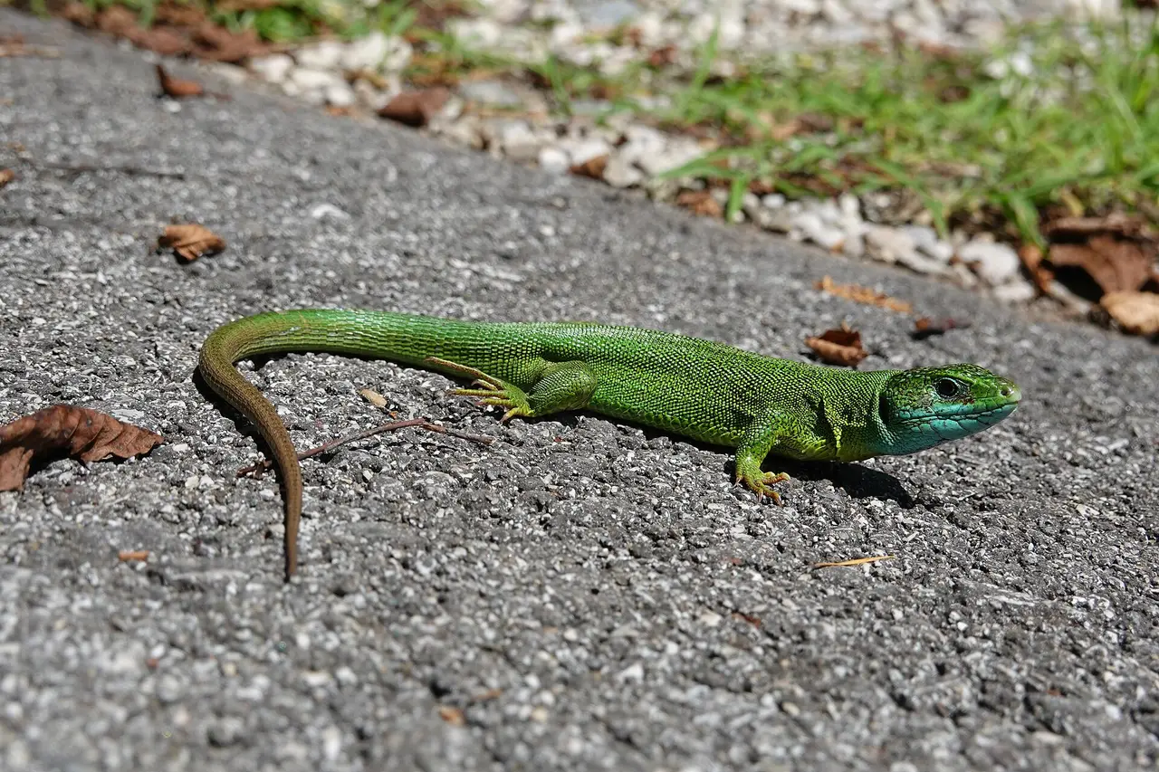 A bright green lizard on grey gravel with grass behind
