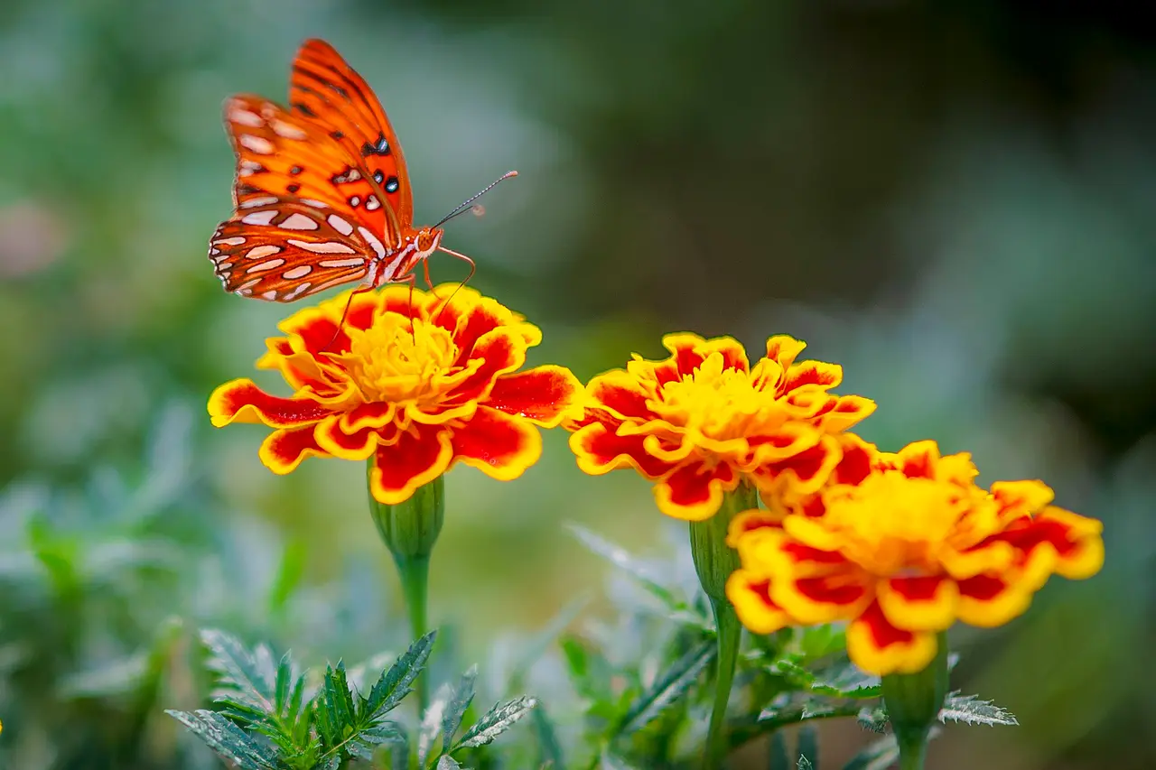 Orange butterfly on red and yellow marigold flowers