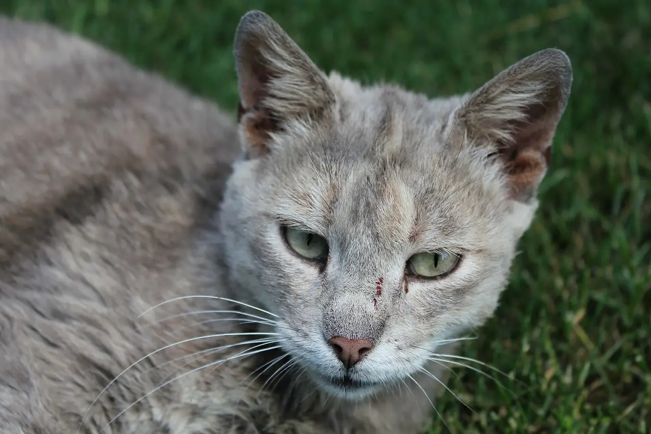 A grey cat with green eyes lying on green grass