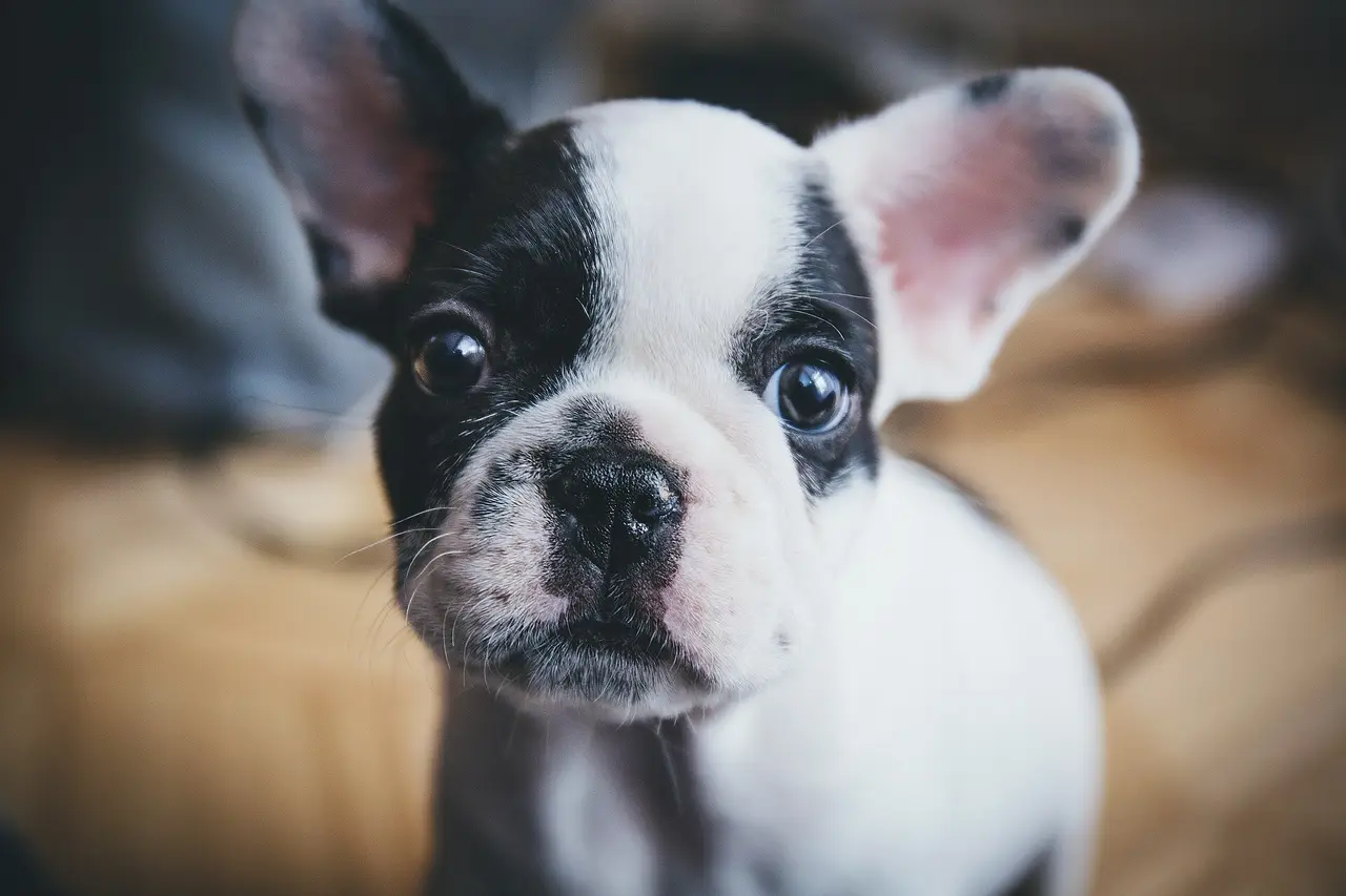 A black and white French bulldog puppy looking up at the camera