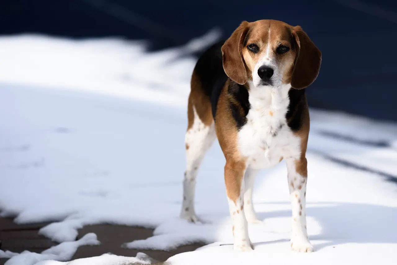A tricolour beagle standing on patchy snow
