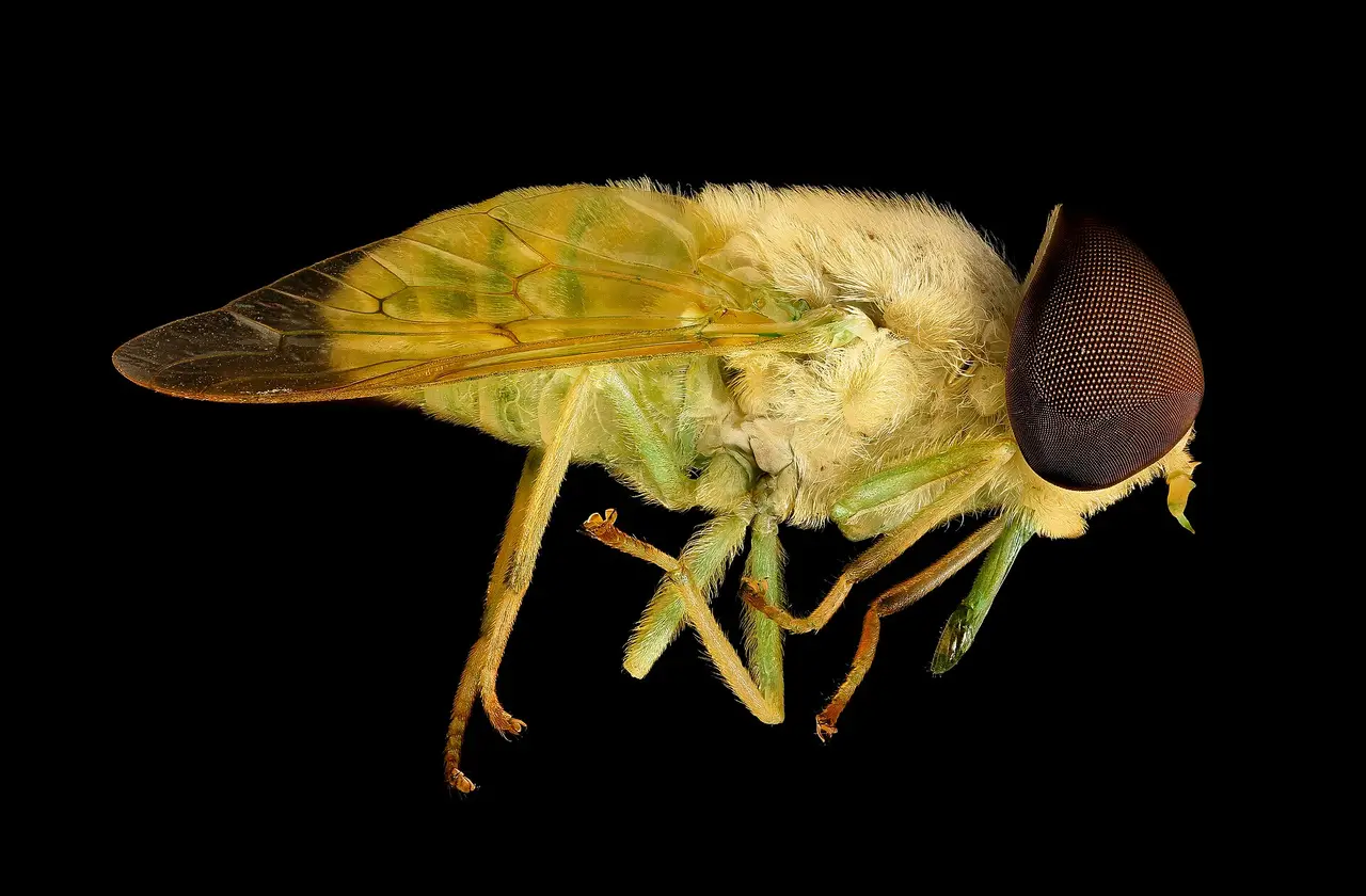 A green and cream horse fly with a brown eye on black