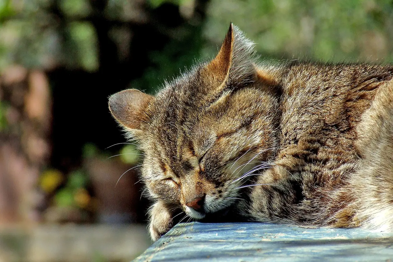 A tabby cat asleep with its head on a ledge in sunlight