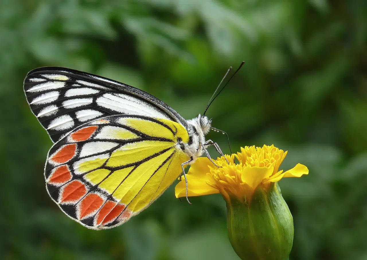 A yellow and white butterfly with red spots on a flower