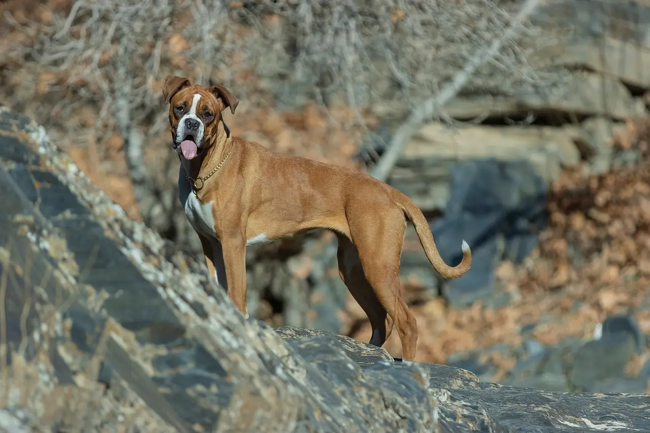 A fawn and white Boxer dog standing on a rock