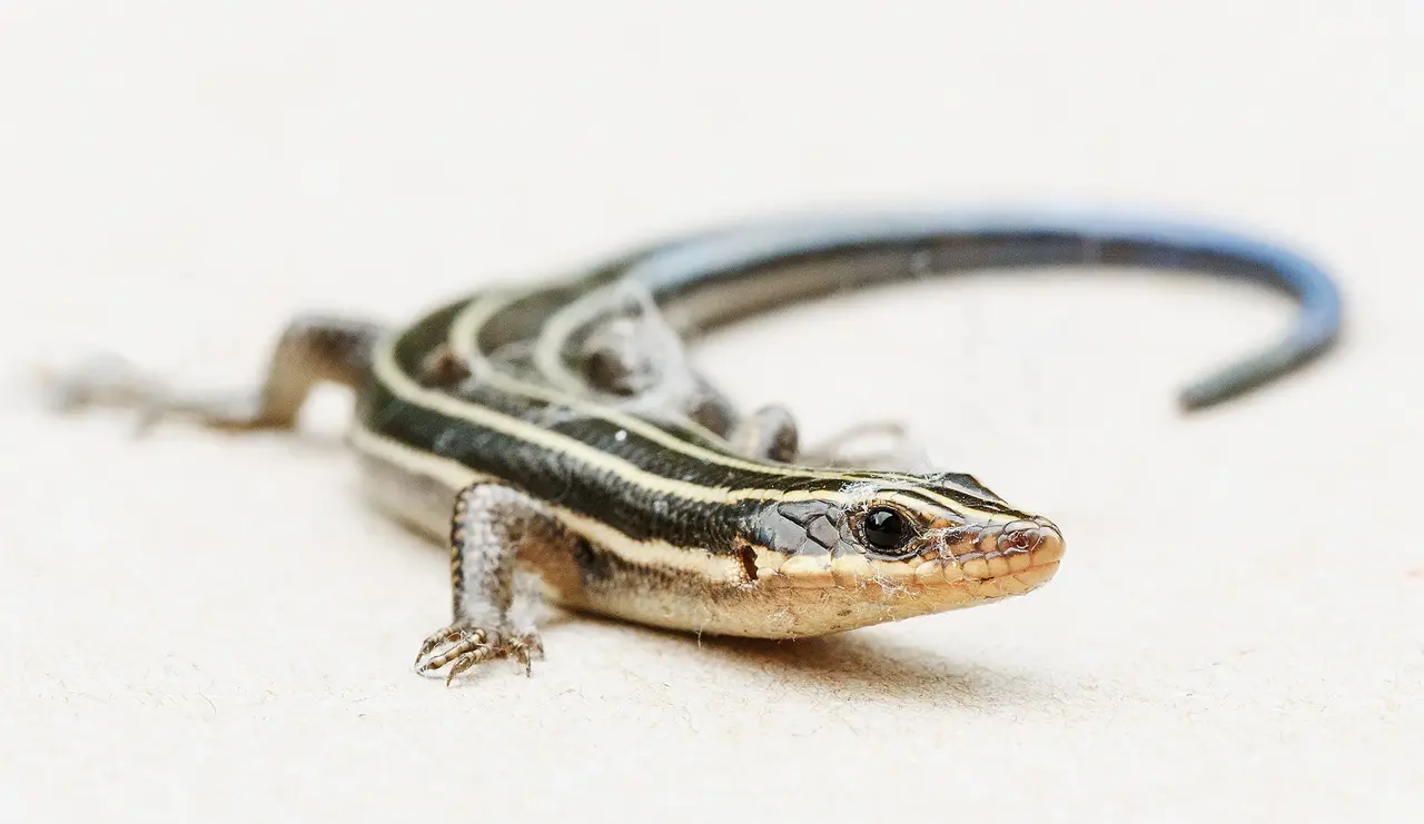 A striped skink with a blue tail on white