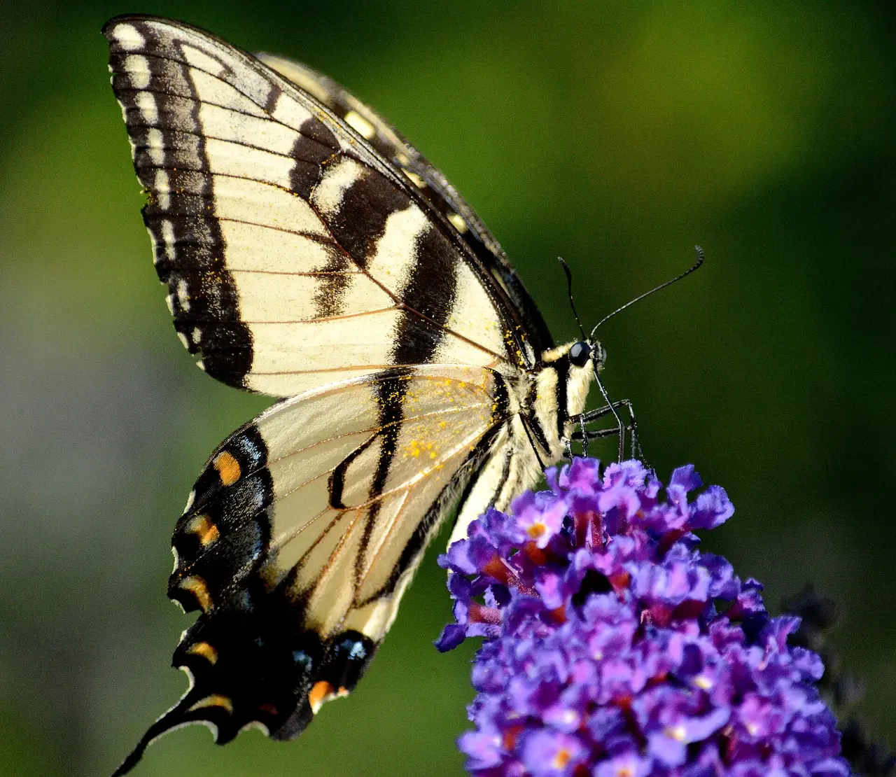 A black and yellow swallowtail butterfly on purple blossoms