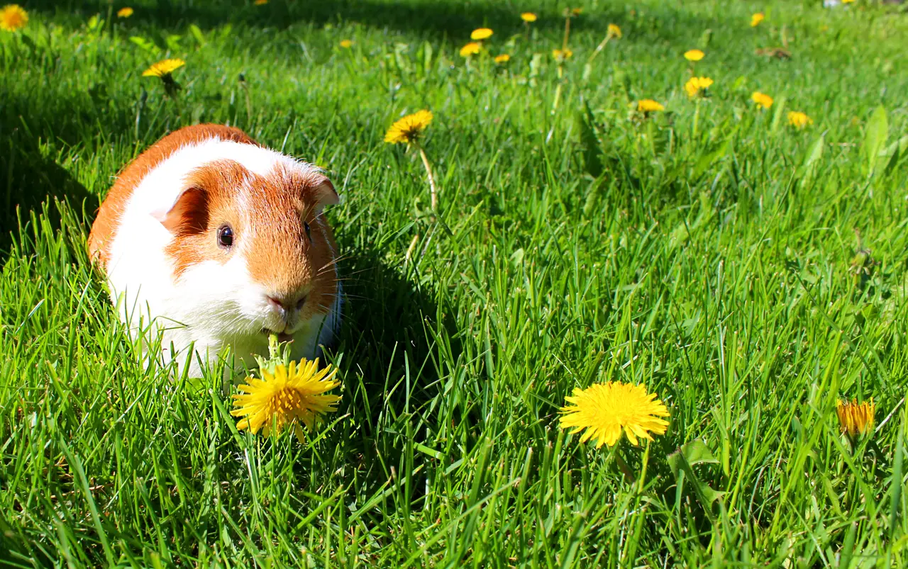 An orange and white guinea pig sitting on grass beside dandelions