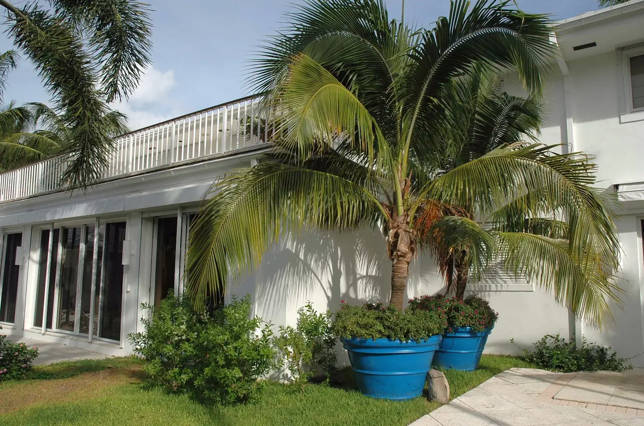 Palm trees in blue pots in front of a white house with a balcony