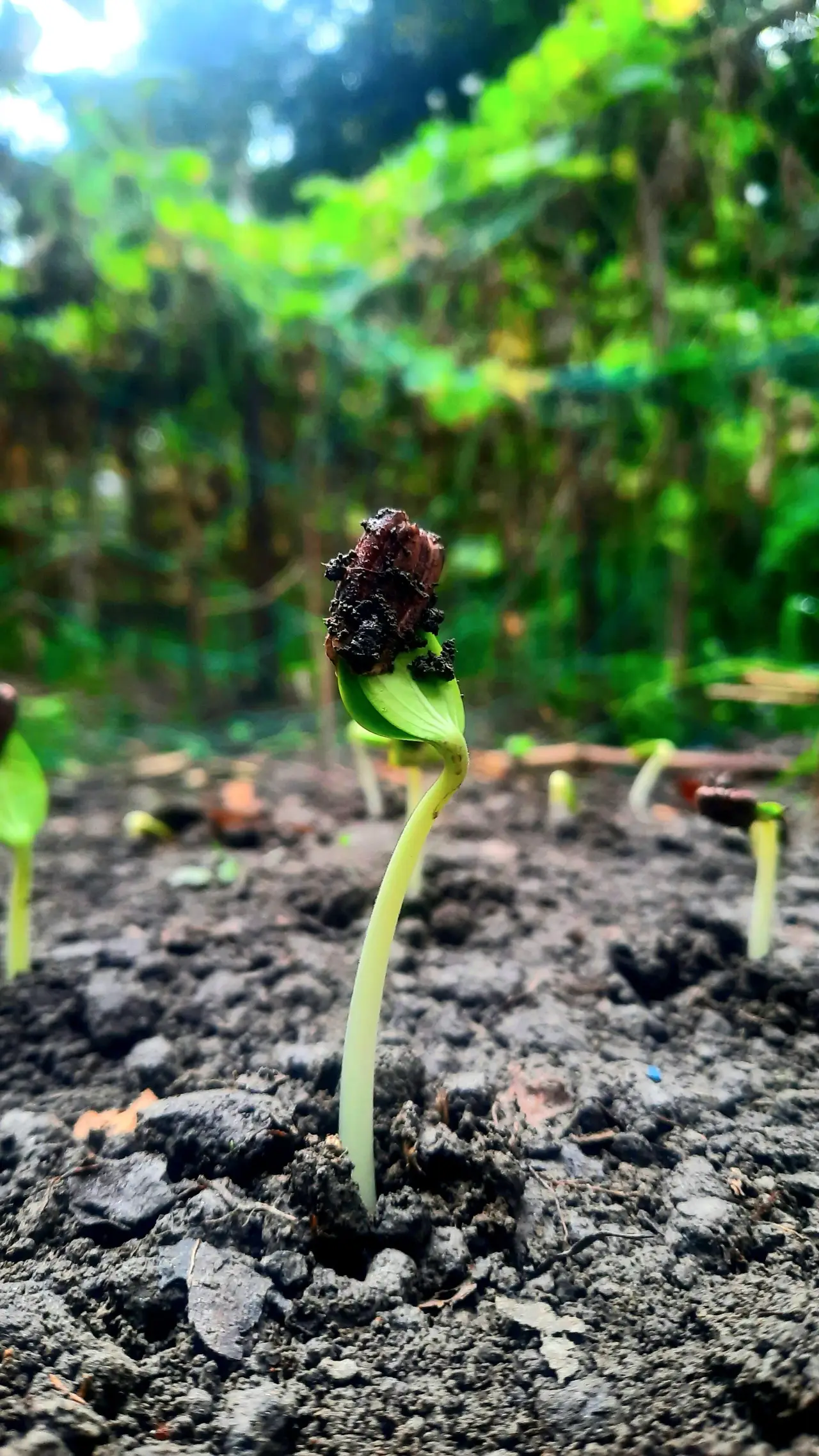 A small green seedling growing out of dark soil