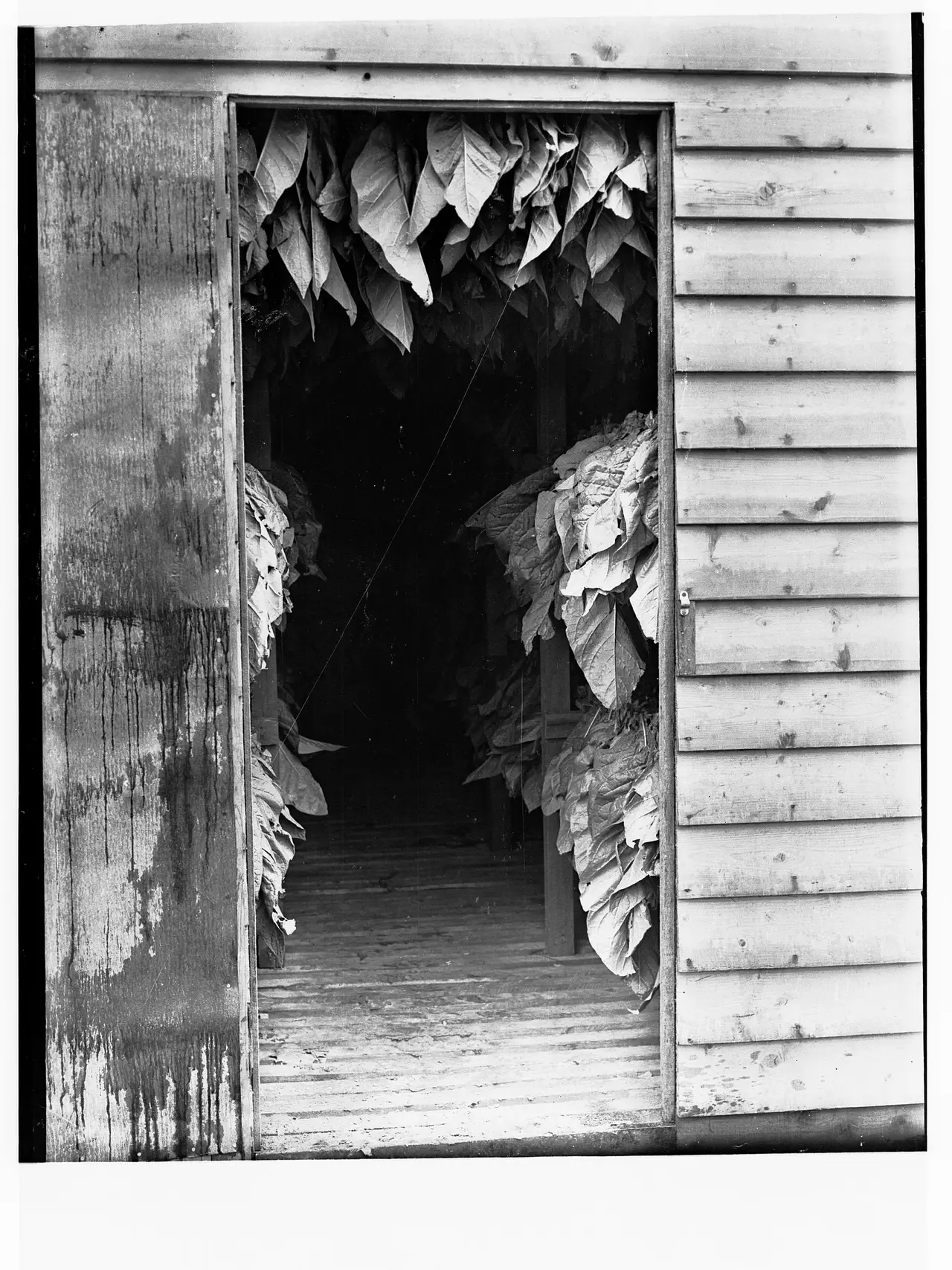 Tobacco leaves hanging inside a wooden curing shed seen through an open door