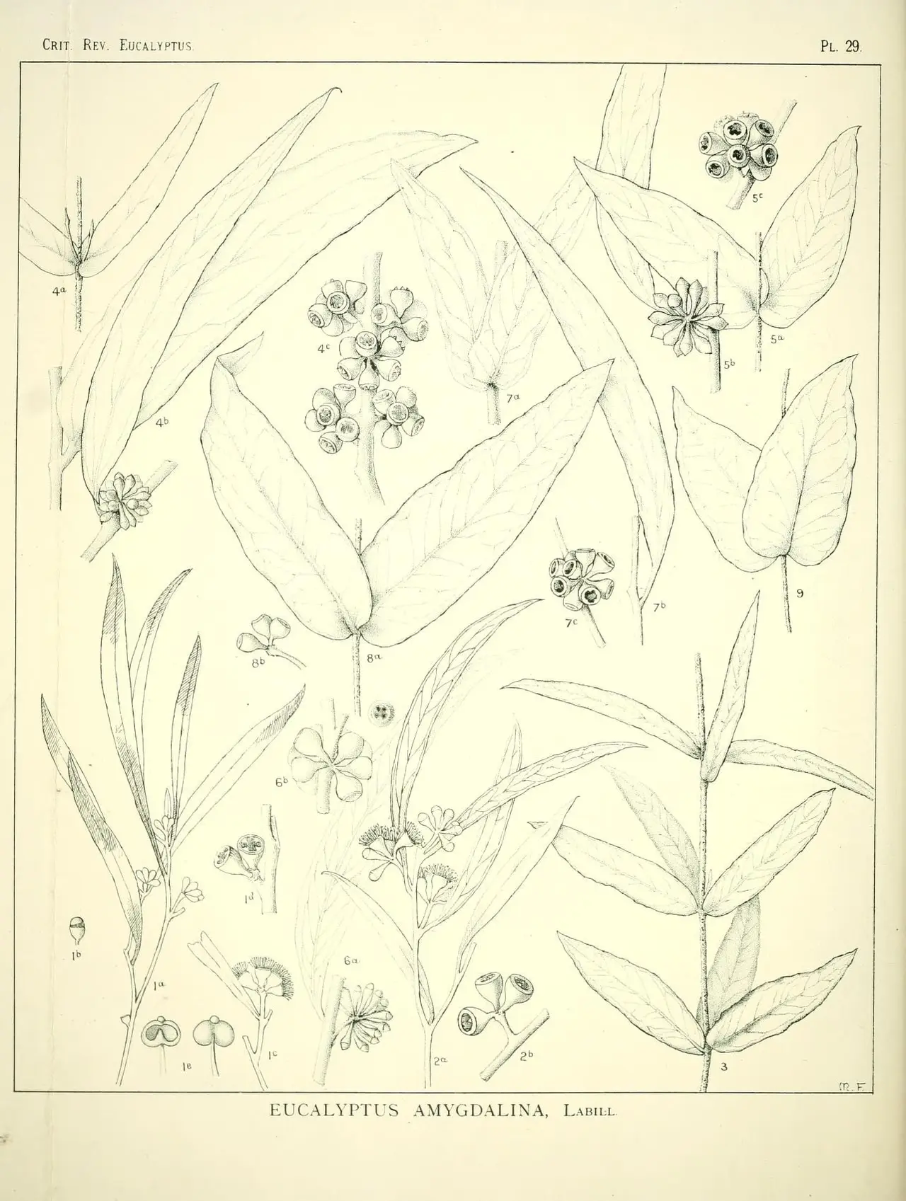 A botanical line drawing of eucalyptus leaves and buds