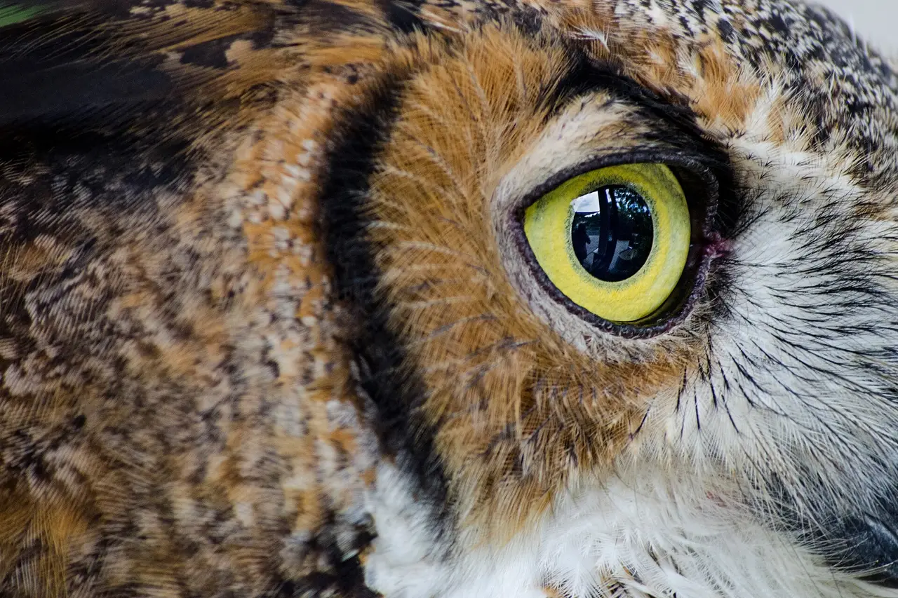 A close-up of a yellow owl's eye among brown feathers