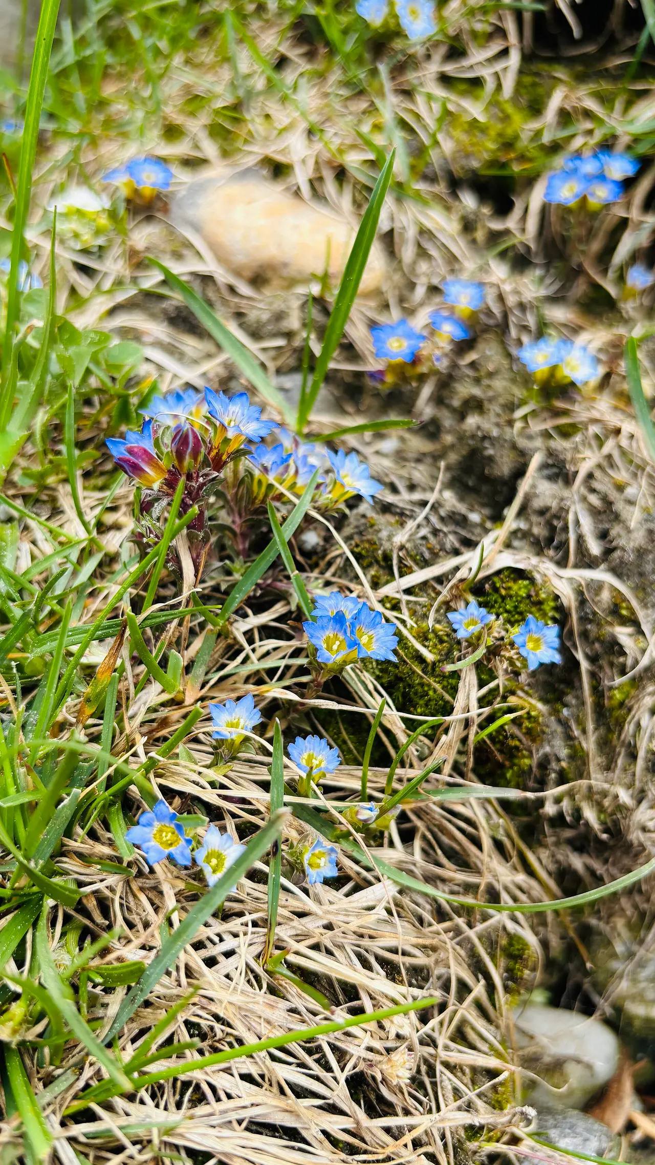 Small blue wild flowers growing among dry grass
