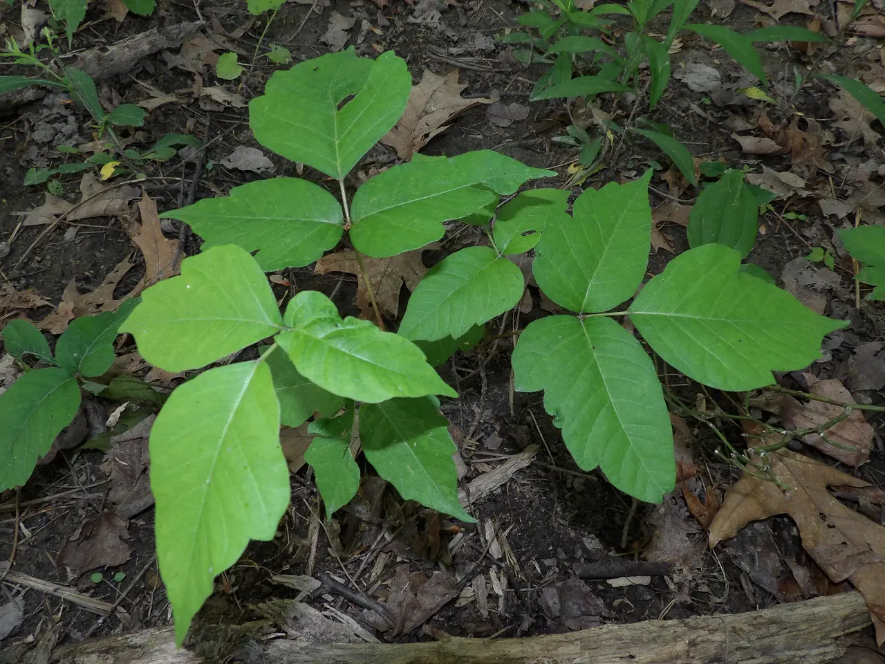 Poison ivy plants with three-leaflet leaves on the forest floor