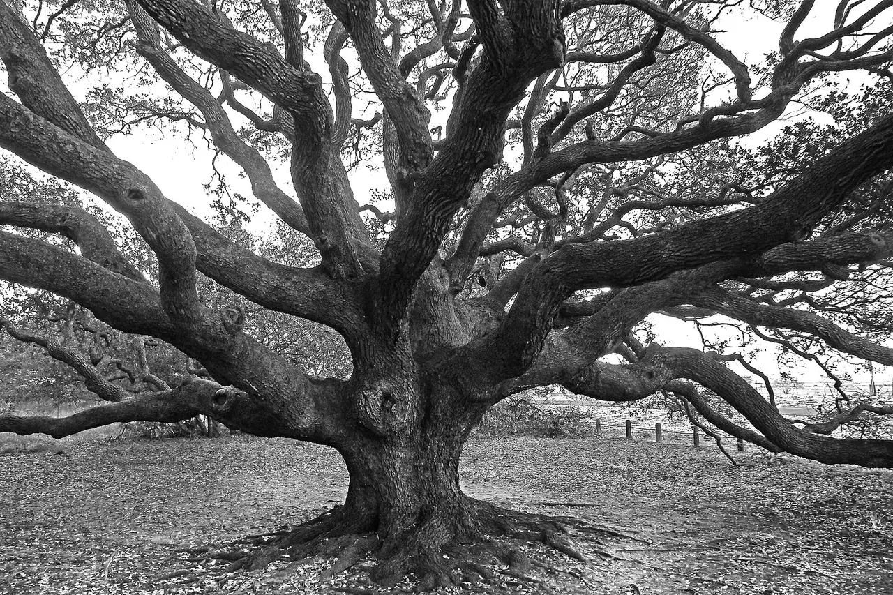 A black and white photo of an old oak with wide spreading branches