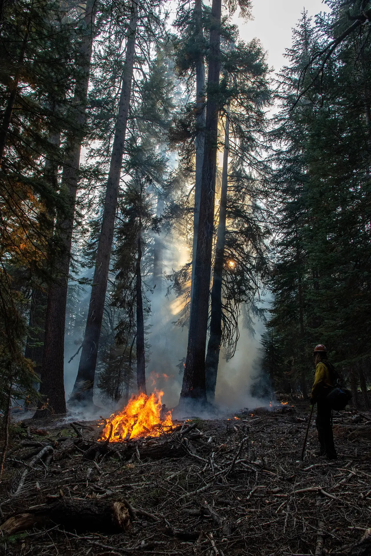A small fire burning among tall forest trees with a firefighter in the background