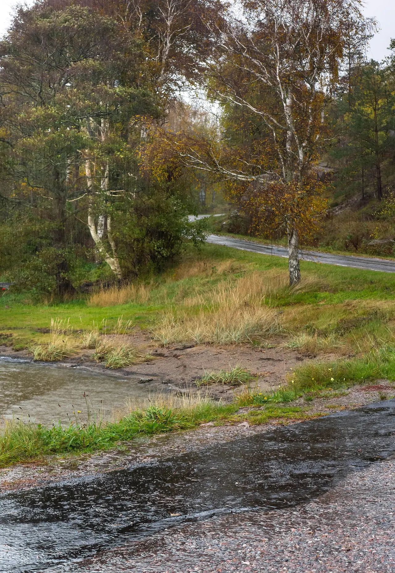 A rain-wet road curving through birch trees in autumn colours