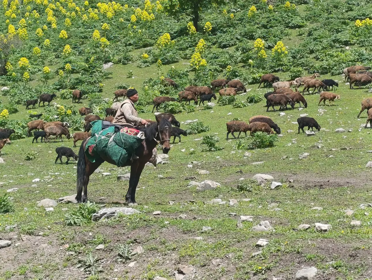 A shepherd on a loaded horse beside a flock of sheep on a flowery hillside