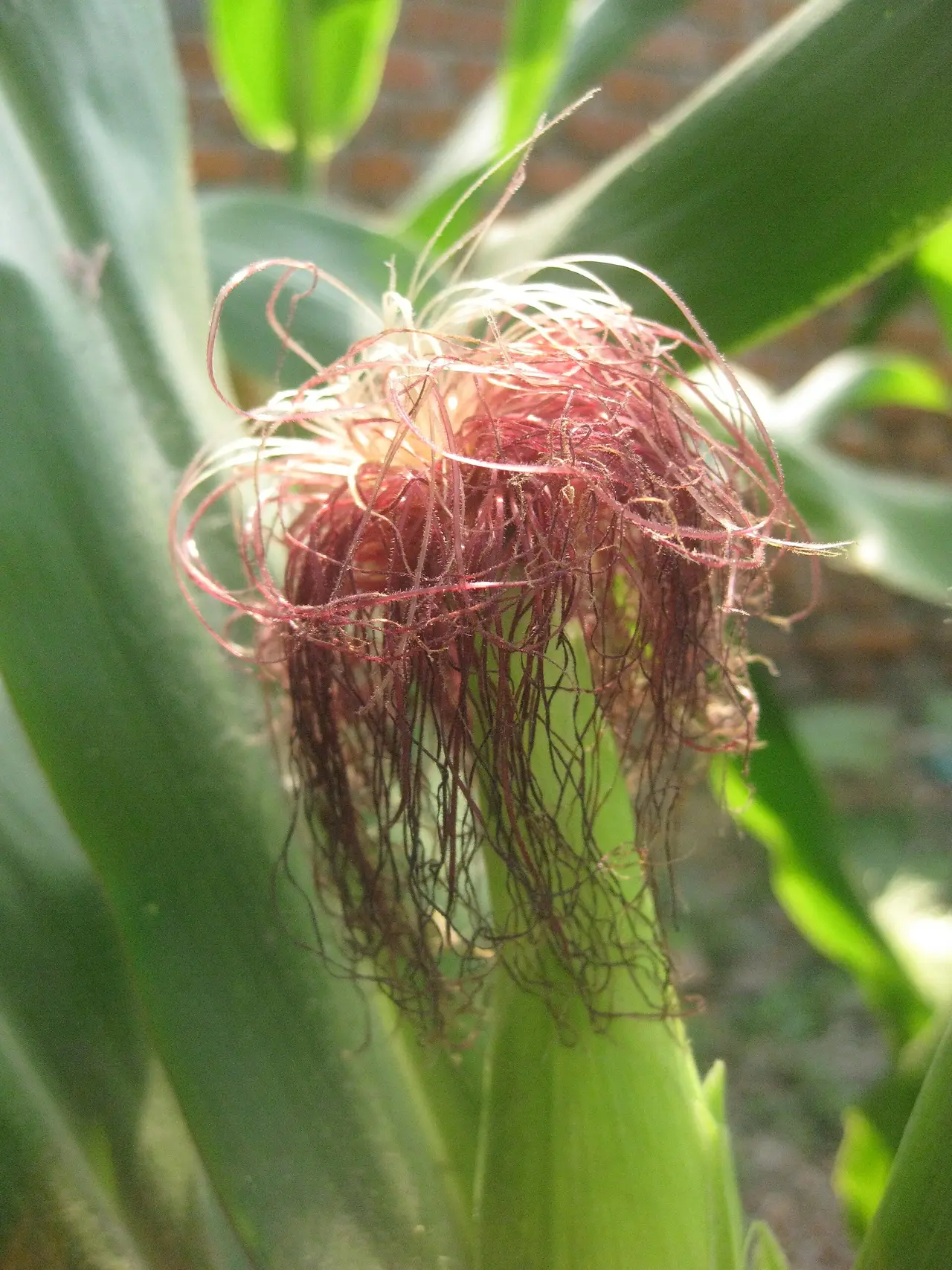 A tuft of reddish corn silk on a young cob among green leaves