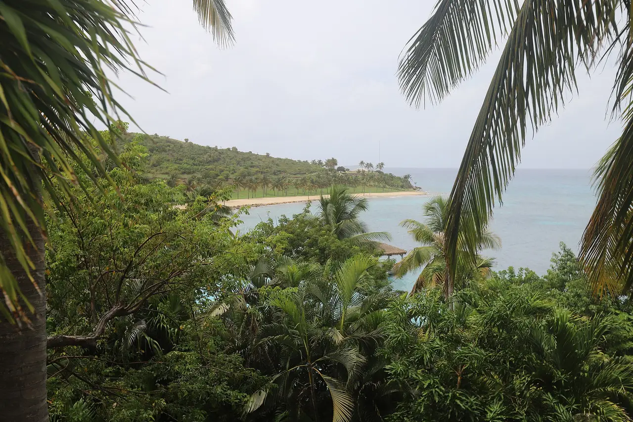 Palm fronds over a green island and calm bay