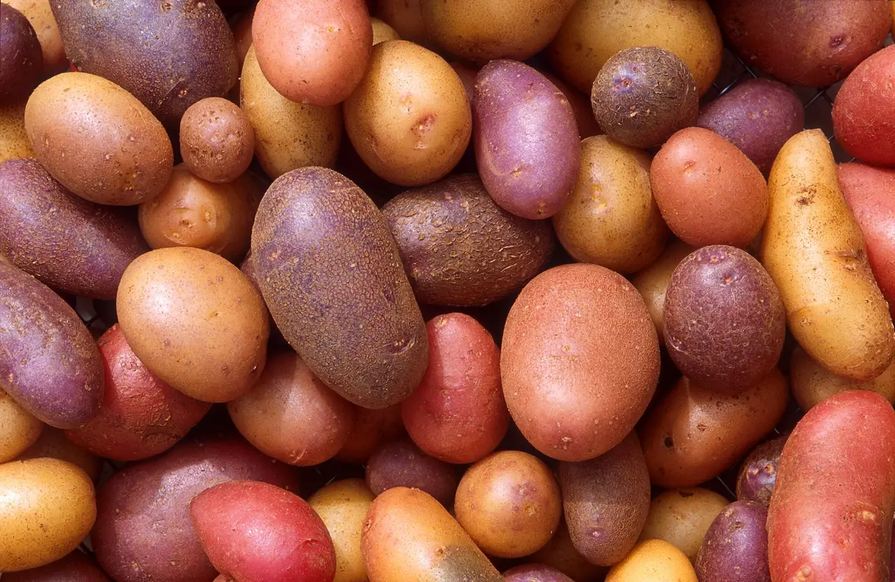 Pile of red, yellow and purple potatoes