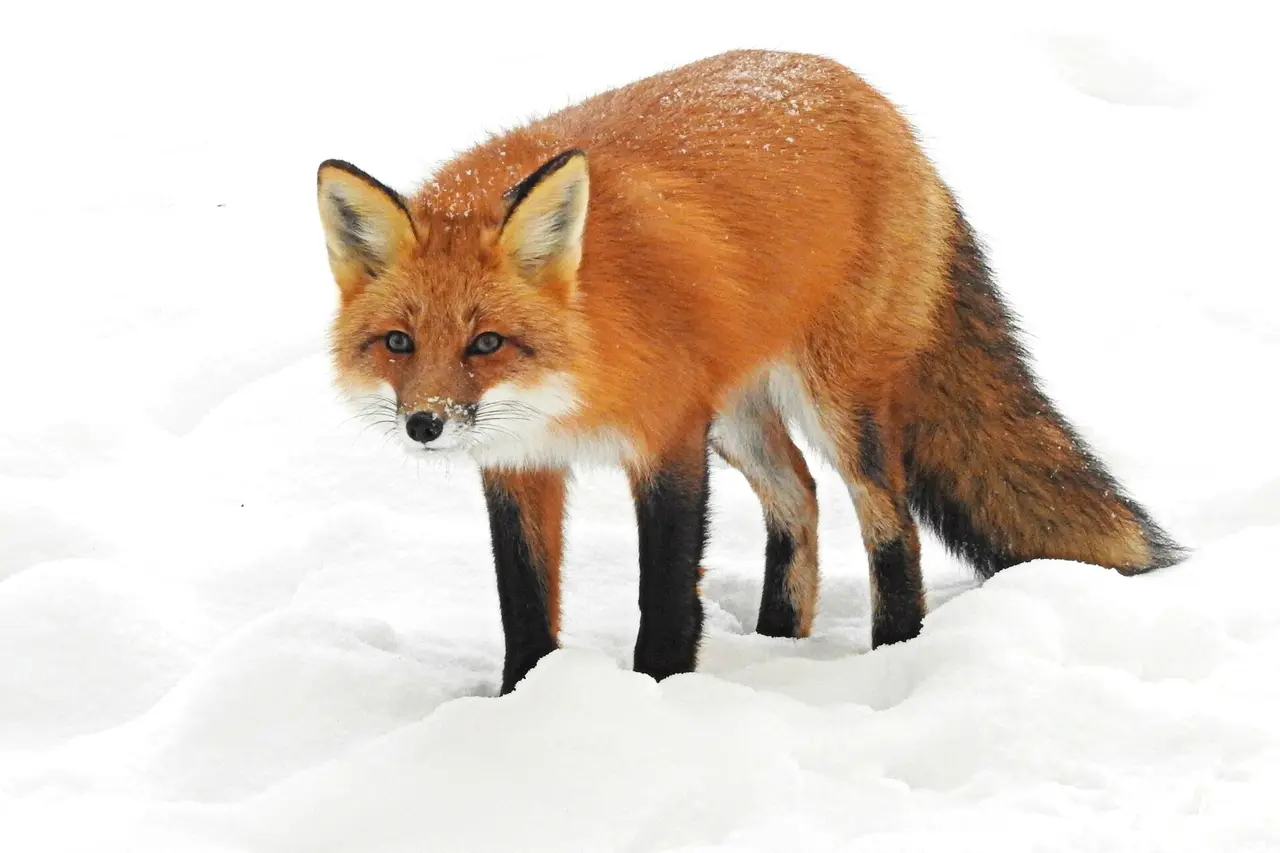 Orange red fox standing in snow