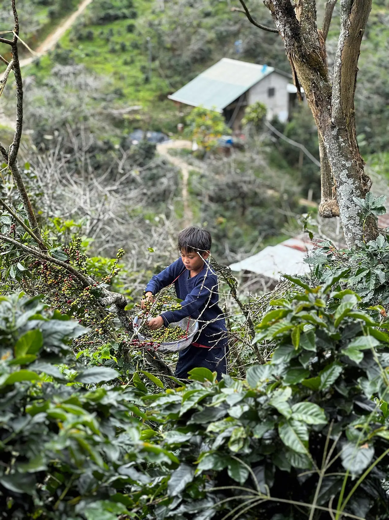 Farmer among coffee bushes on a steep green hillside