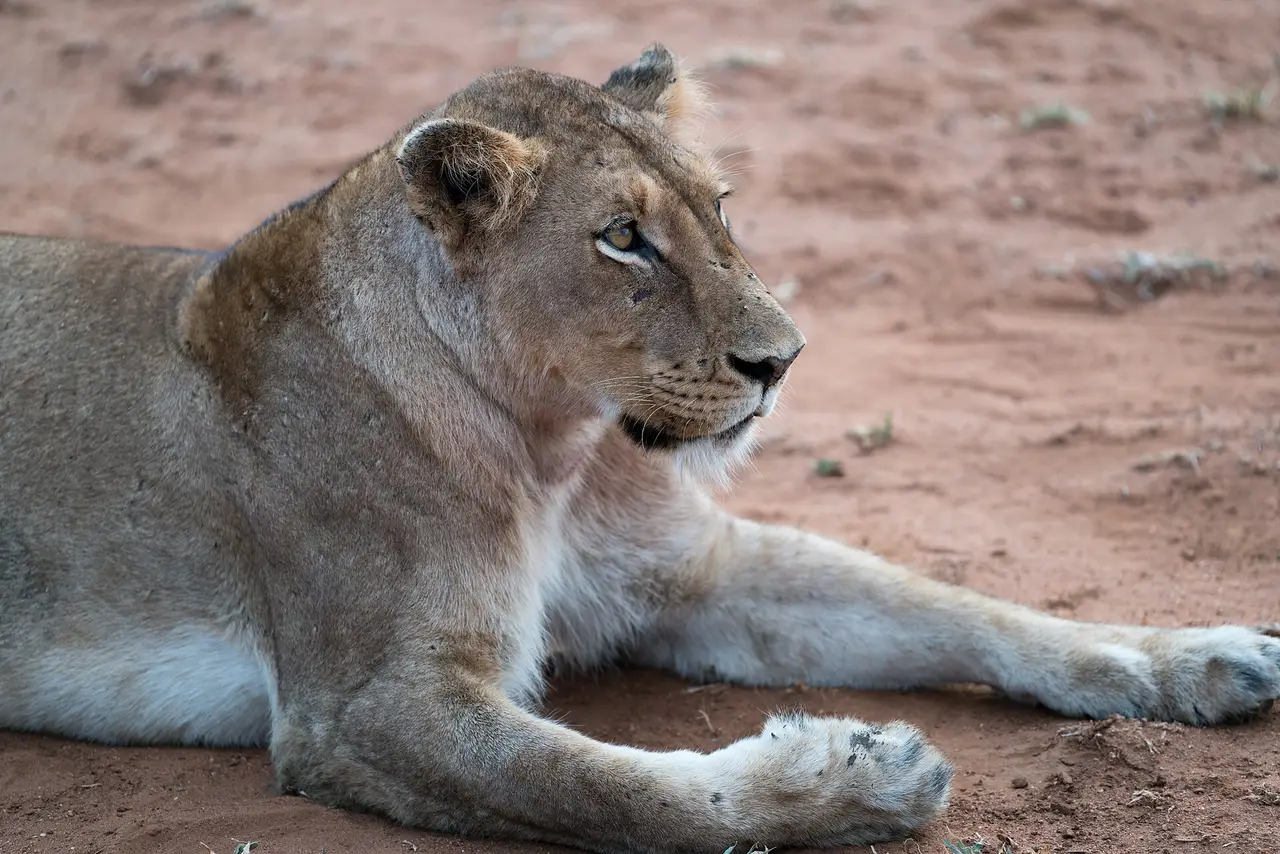 A lioness lying on red earth looking to the side