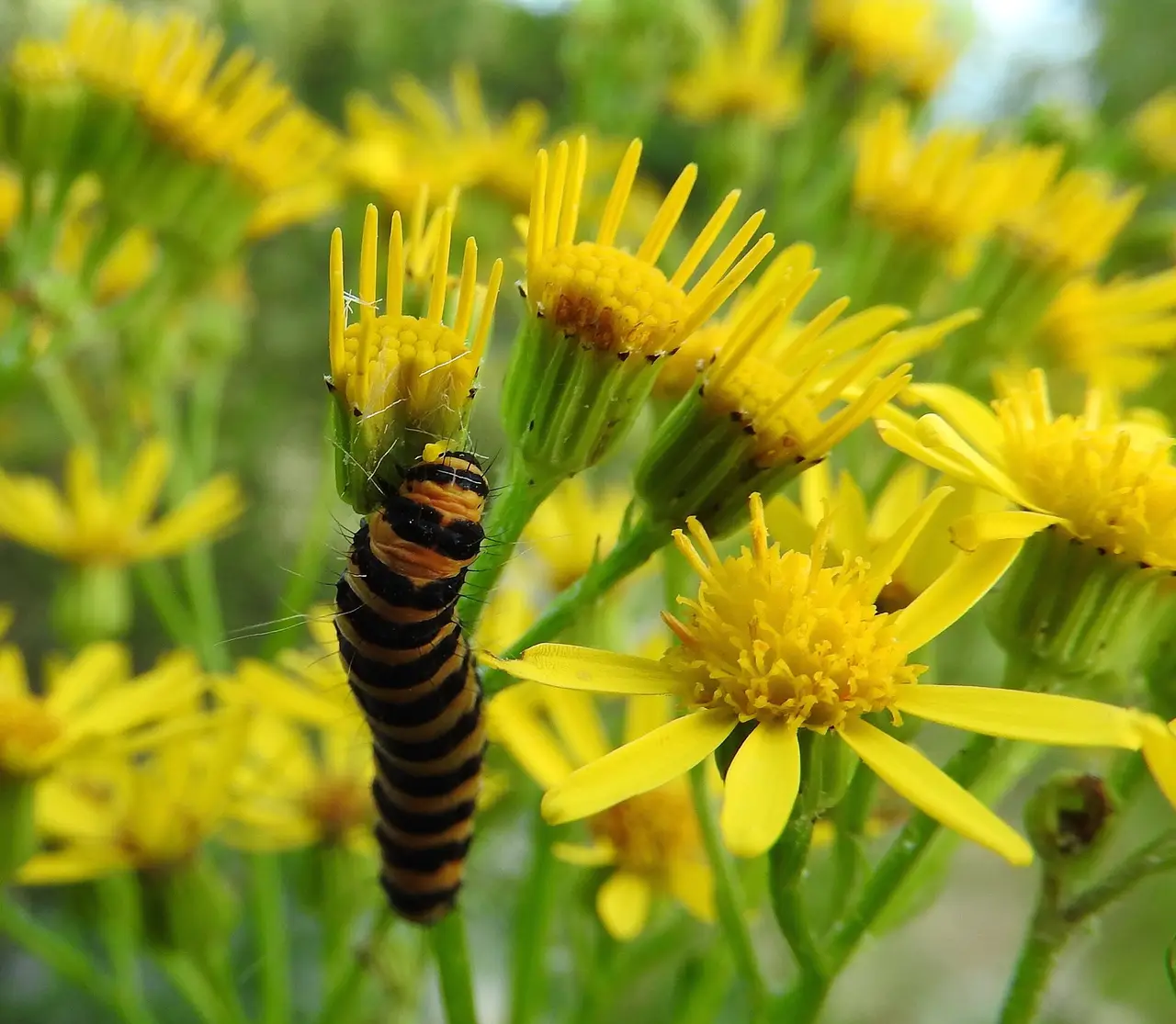 A black and orange striped caterpillar on yellow ragwort flowers