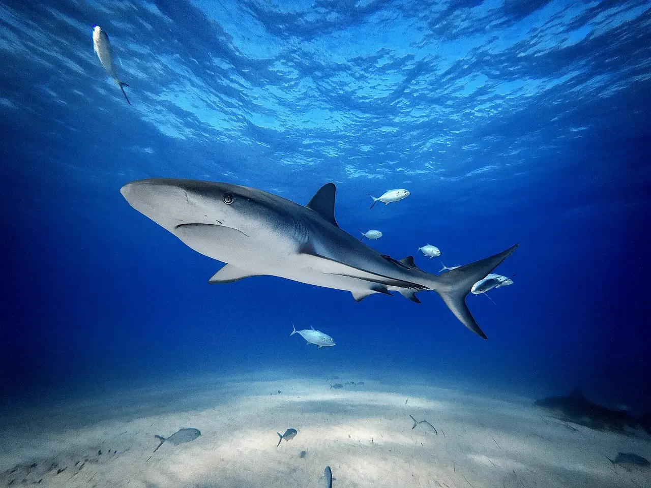 A grey shark swimming above sand in clear blue water