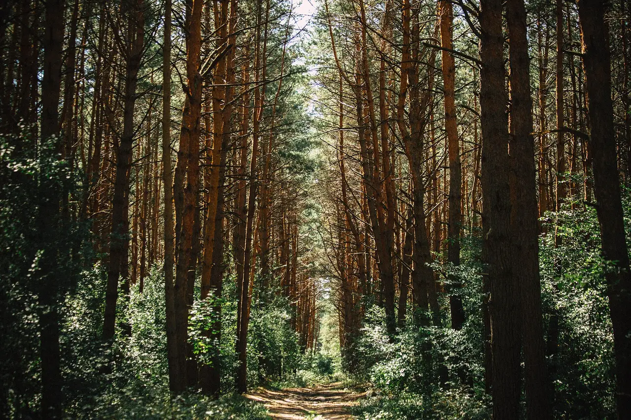 A narrow path between tall pine trees in a forest