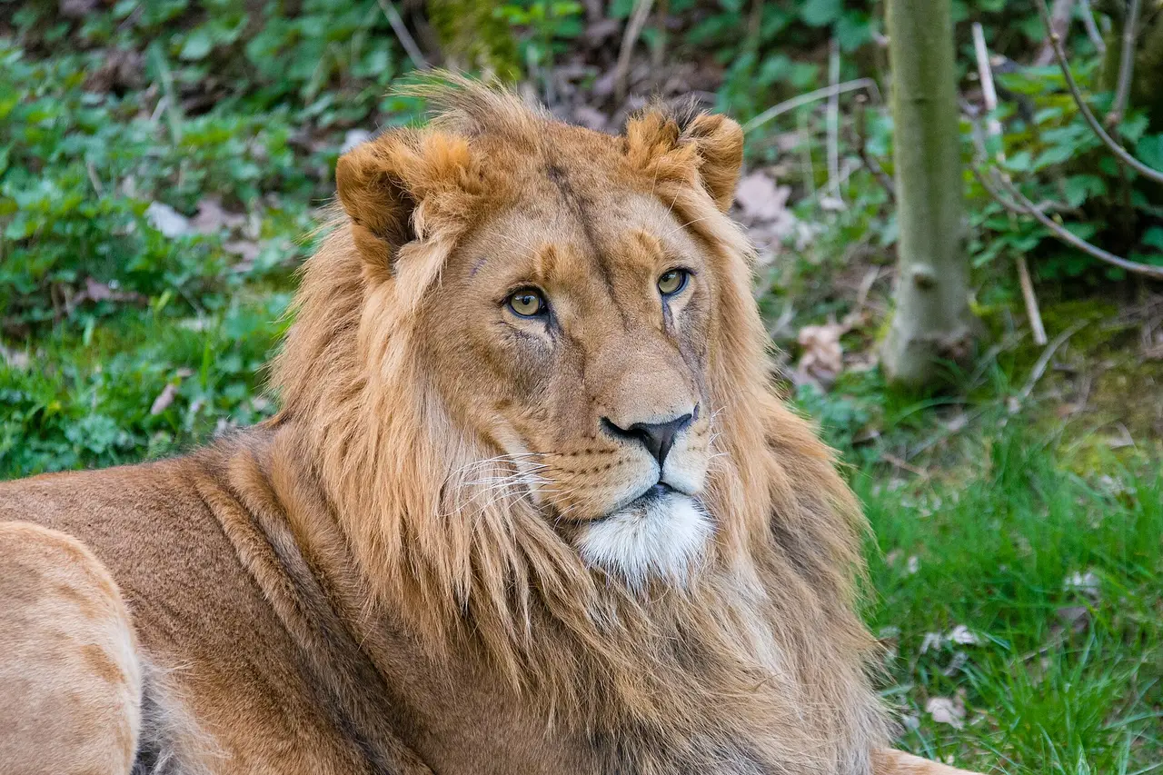 A young male lion with a short mane lying in green grass