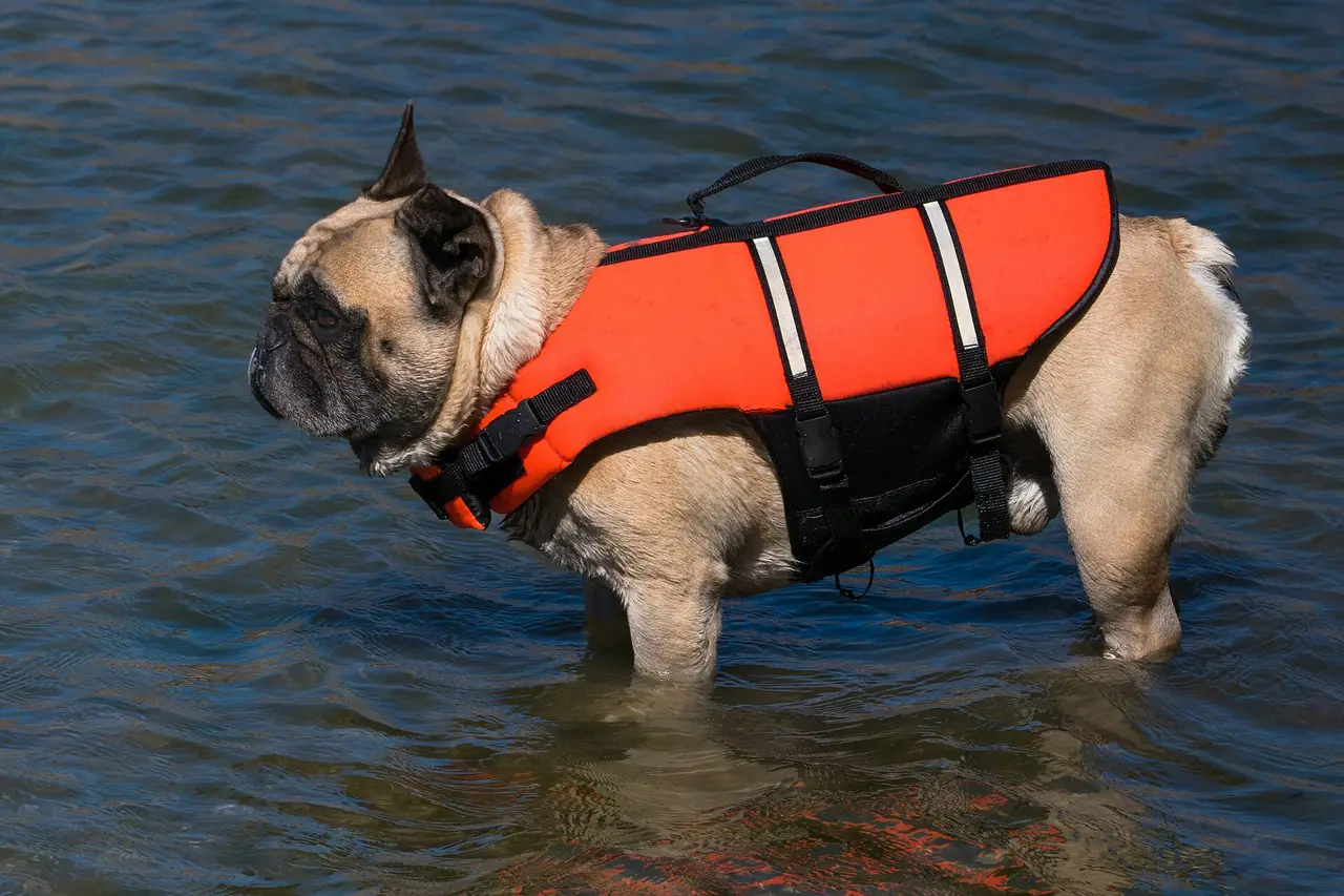 A fawn French bulldog in an orange life jacket standing in shallow water