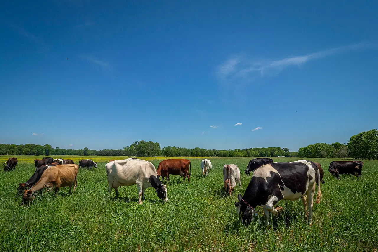 Black, white and brown cows grazing on a green field